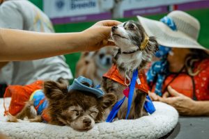Dogs at Meet the Breeds